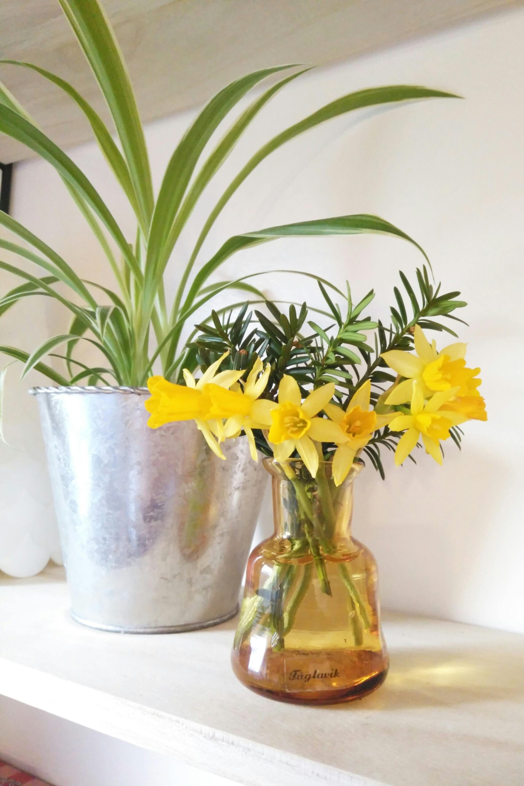 spring daffodils in a colored glass vase